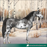 Horse Color:White Spotted Liver Chestnut 
