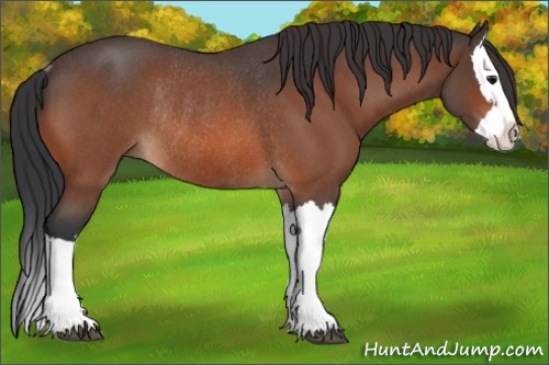 Horse Color:Bay Roan Splash Rabicano 