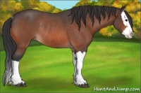 Horse Color:Bay Roan Splash Rabicano 