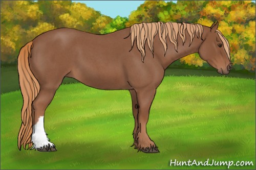 Horse Color:Red Roan