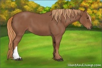 Horse Color:Red Roan