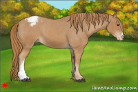 Horse Color:Chestnut Appaloosa