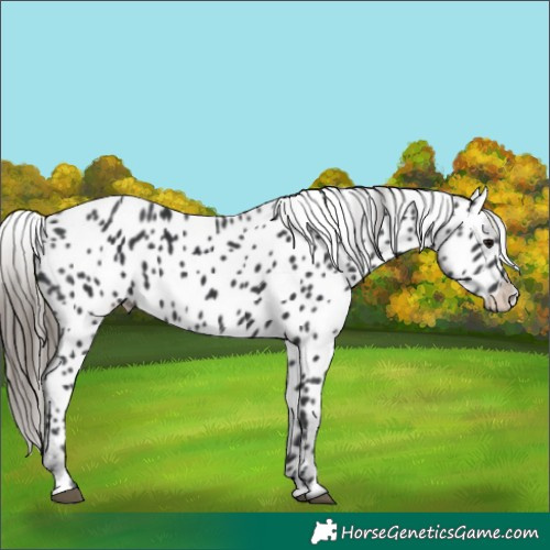 Horse Color:Black Near Leopard