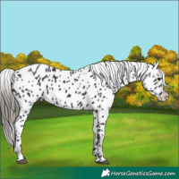 Horse Color:Black Appaloosa 
