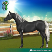 Horse Color:Liver Chestnut Mushroom 