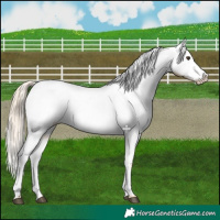 Horse Color:Palomino Near Leopard 