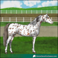 Horse Color:Bay Appaloosa 
