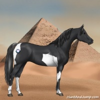 Horse Color:Black and Black Tobiano