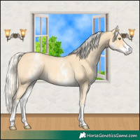 Horse Color:White Spotted Gold Cream Champagne Roan 