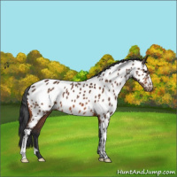 Horse Color:Bay Appaloosa 