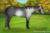 Horse Color:Gray Black 