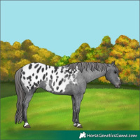 Horse Color:Black Appaloosa 