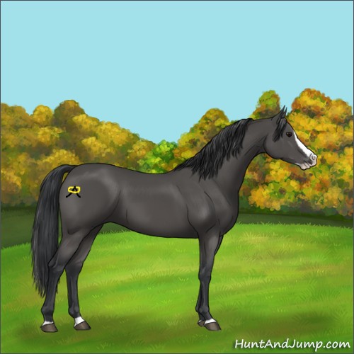 Horse Color:Black Splash