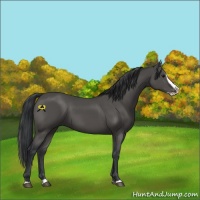 Horse Color:Black Splash 