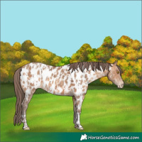 Horse Color:Sable Champagne Appaloosa  and Amber Champagne Appaloosa 