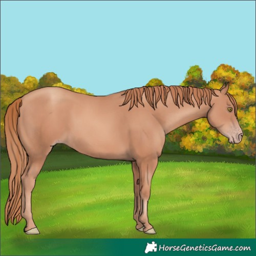 Horse Color:Gold Champagne 