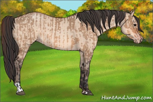 Horse Color:Bay Dun  and Amber Champagne Dun 