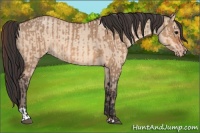 Horse Color:Bay Dun  and Amber Champagne Dun 