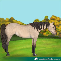 Horse Color:Bay Dun  and Bay Dun 