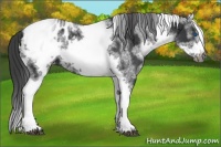 Horse Color:White Spotted Black Splash Tobiano Frame Appaloosa 