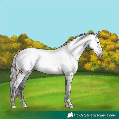 Horse Color:Gray Black Appaloosa 