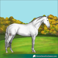 Horse Color:Gray Black Varnish 