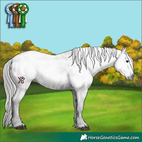 Horse Color:Gray Grullo Appaloosa 