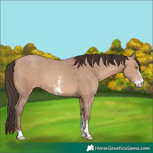 Horse Color:Sable Champagne Sabino 