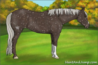 Horse Color:Liver Chestnut Mushroom Appaloosa 