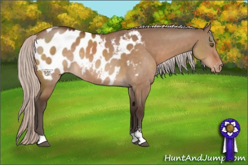 Horse Color:Silver Brown Dun Sabino Appaloosa Rabicano