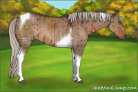 Horse Color:Silver Brown Dun Tobiano Rabicano Brindle 