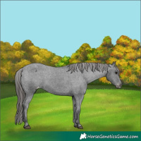 Horse Color:Black Varnish Rabicano 