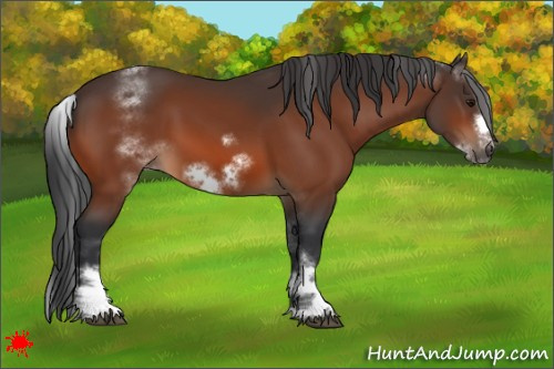 Horse Color:White Spotted Bay Frame