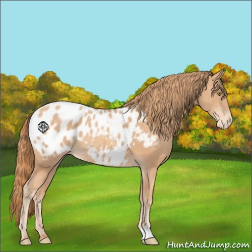 Horse Color:Gold Champagne Appaloosa