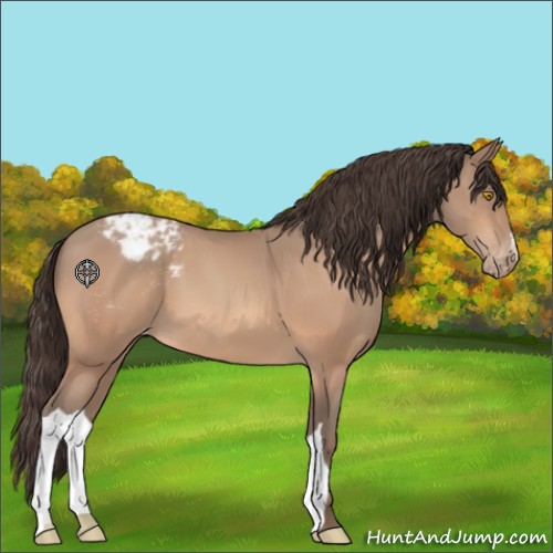 Horse Color:Amber Champagne Appaloosa