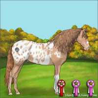 Horse Color:Gold Champagne Appaloosa 