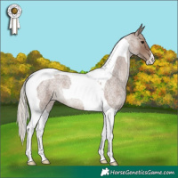Horse Color:Silver Blue Roan Tobiano 