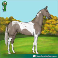 Horse Color:Silver Grullo Tobiano