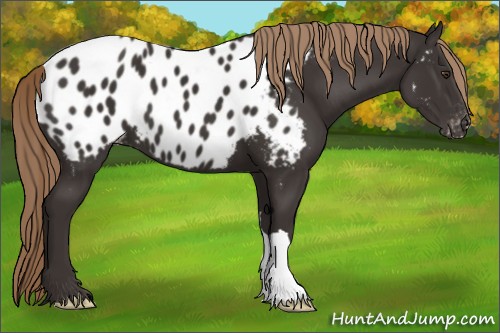 Horse Color:Liver Chestnut Appaloosa 