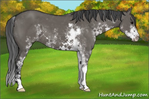 Horse Color:Grullo Sabino