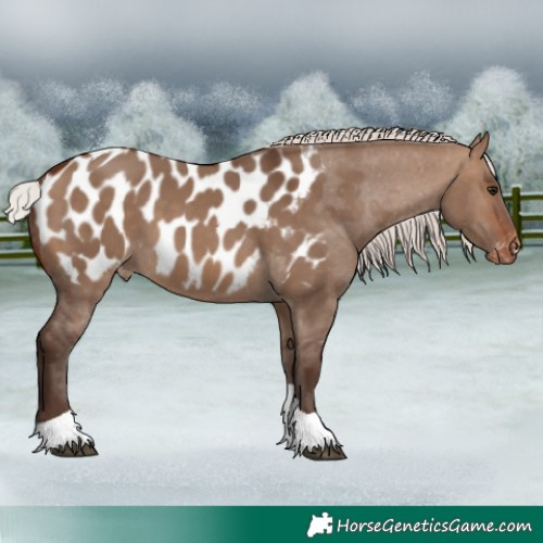 Horse Color:Silver Brown Dun Tobiano Blanket
