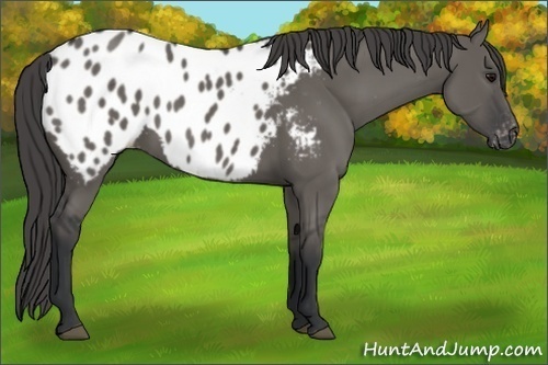 Horse Color:Grullo Appaloosa 