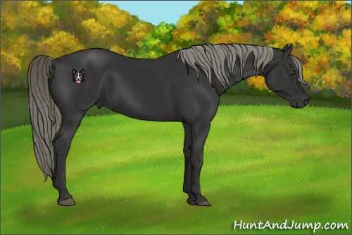 Horse Color:Liver Chestnut Mushroom 