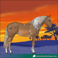Horse Color:Chocolate Palomino Tobiano 