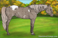 Horse Color:White Spotted Silver Grullo Appaloosa Brindle 