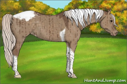 Horse Color:Silver Grullo Tobiano Appaloosa Brindle