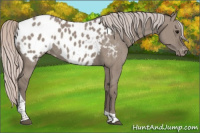Horse Color:Silver Grullo Tobiano Appaloosa Brindle 