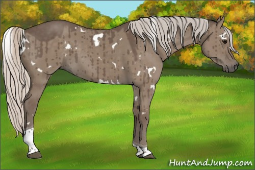 Horse Color:White Spotted Silver Grullo Tobiano Brindle