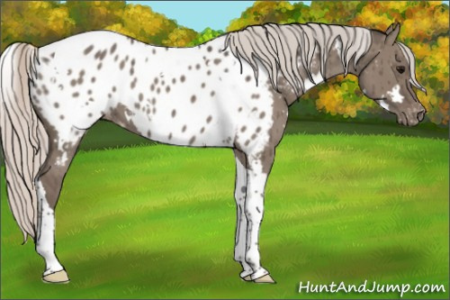 Horse Color:White Spotted Silver Grullo Tobiano Appaloosa Brindle
