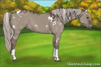 Horse Color:White Spotted Silver Grullo Tobiano